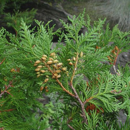 Thuja Essential oil  3